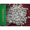 Good Quality Normal Garlic 2020